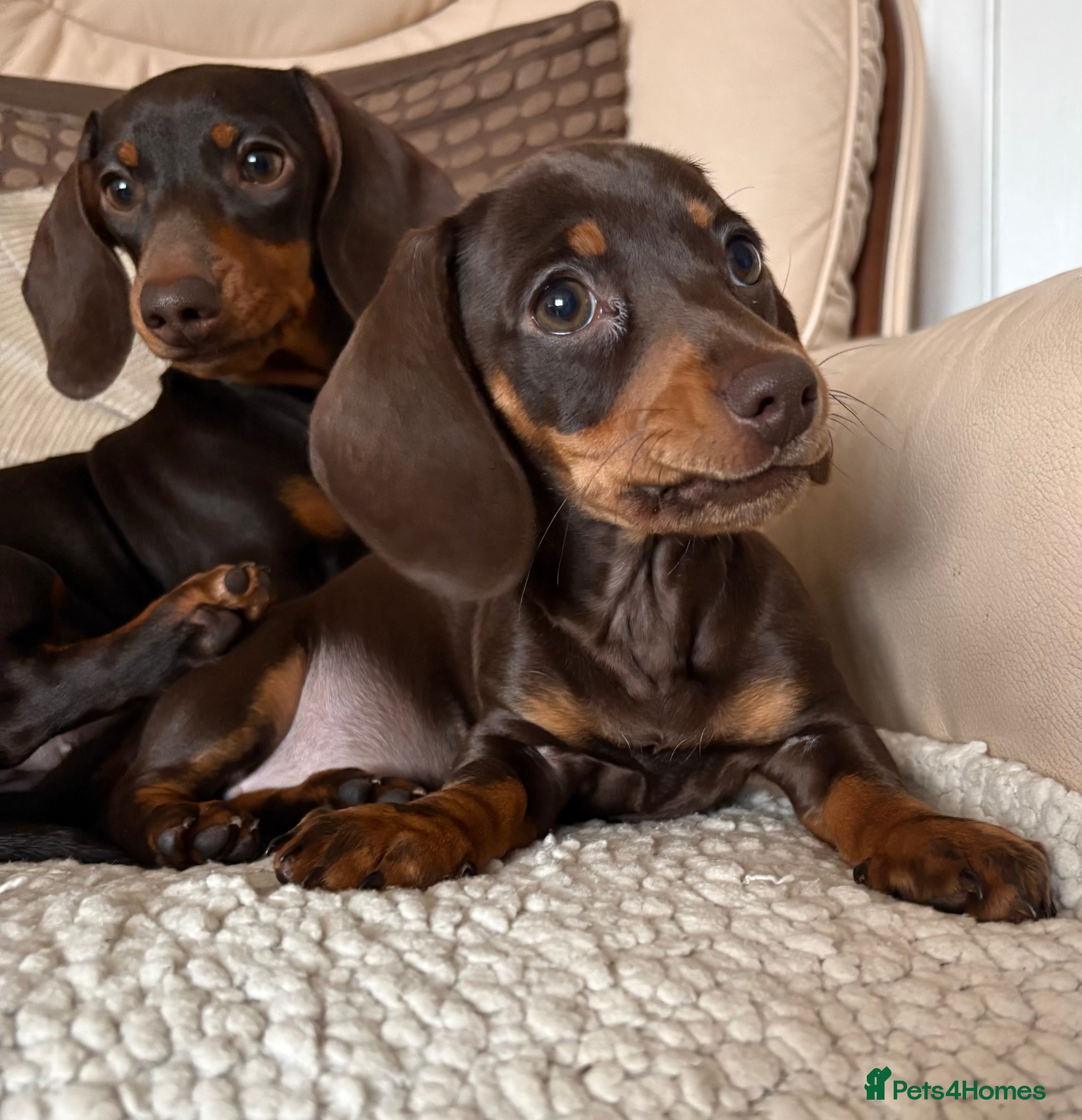 Miniature Dachshund dogs Ready to go 🤎🐶Beautiful miniature dachshund.  - Advert 10