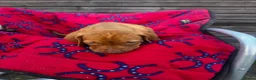 Hungarian Vizsla dogs for sale: Outstanding Kc registered Hungarian vizsla - Advert 14