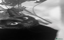 Domestic Shorthair cats for sale: Tallulah  - Image 3