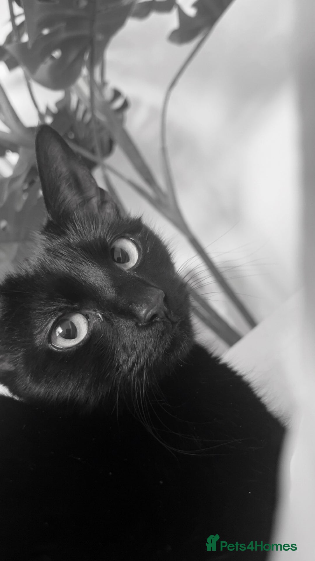 Domestic Shorthair cats for sale: Tallulah  - Image 3