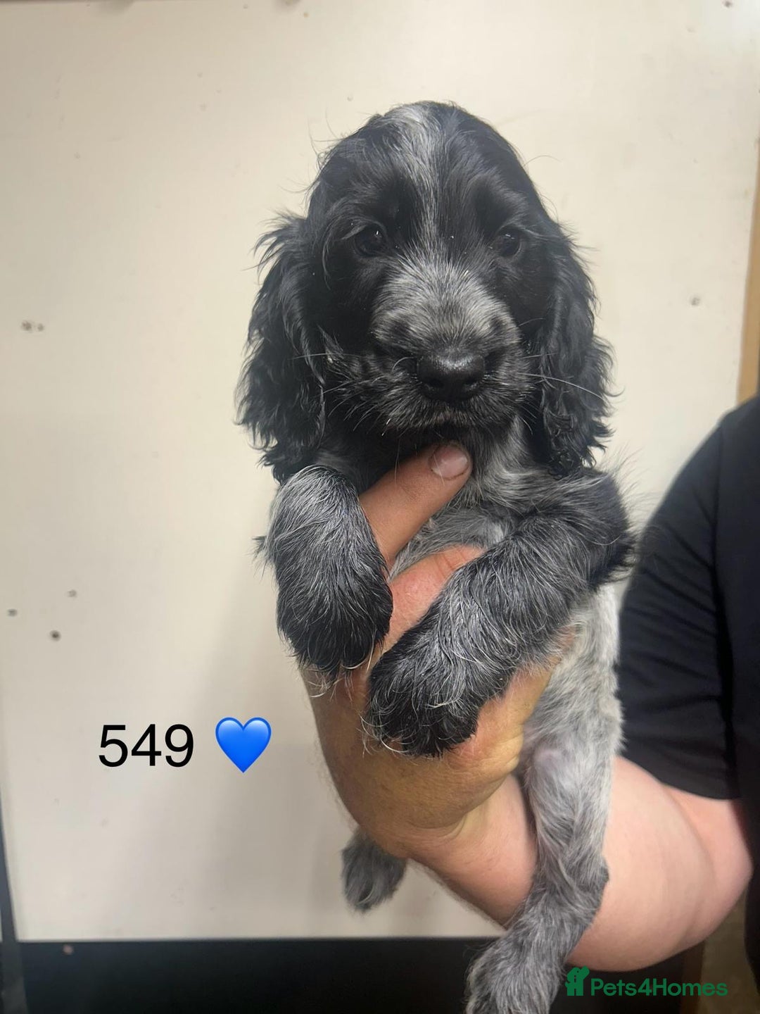 Cocker Spaniel dogs for sale: Blue Roan and Blue Roan & Tan - Image 9