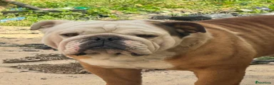 Winston