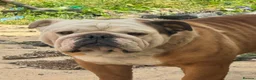 Olde English Bulldogge dogs for sale: English bulldog  - Advert 3
