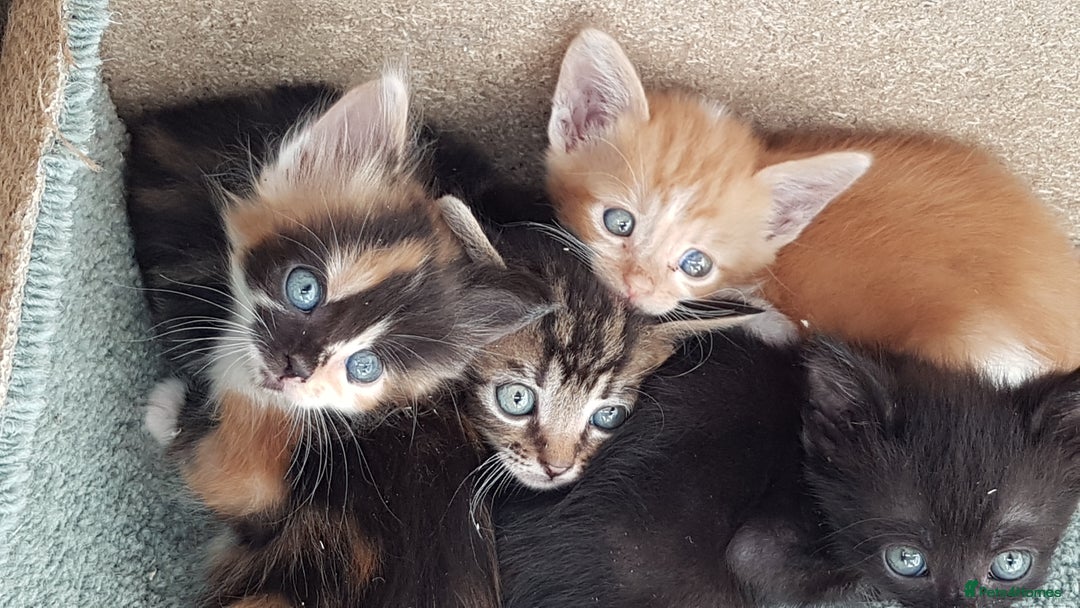 Mixed Breed cats for sale: Gorgeous adorable playful friendly kittens  - Image 18