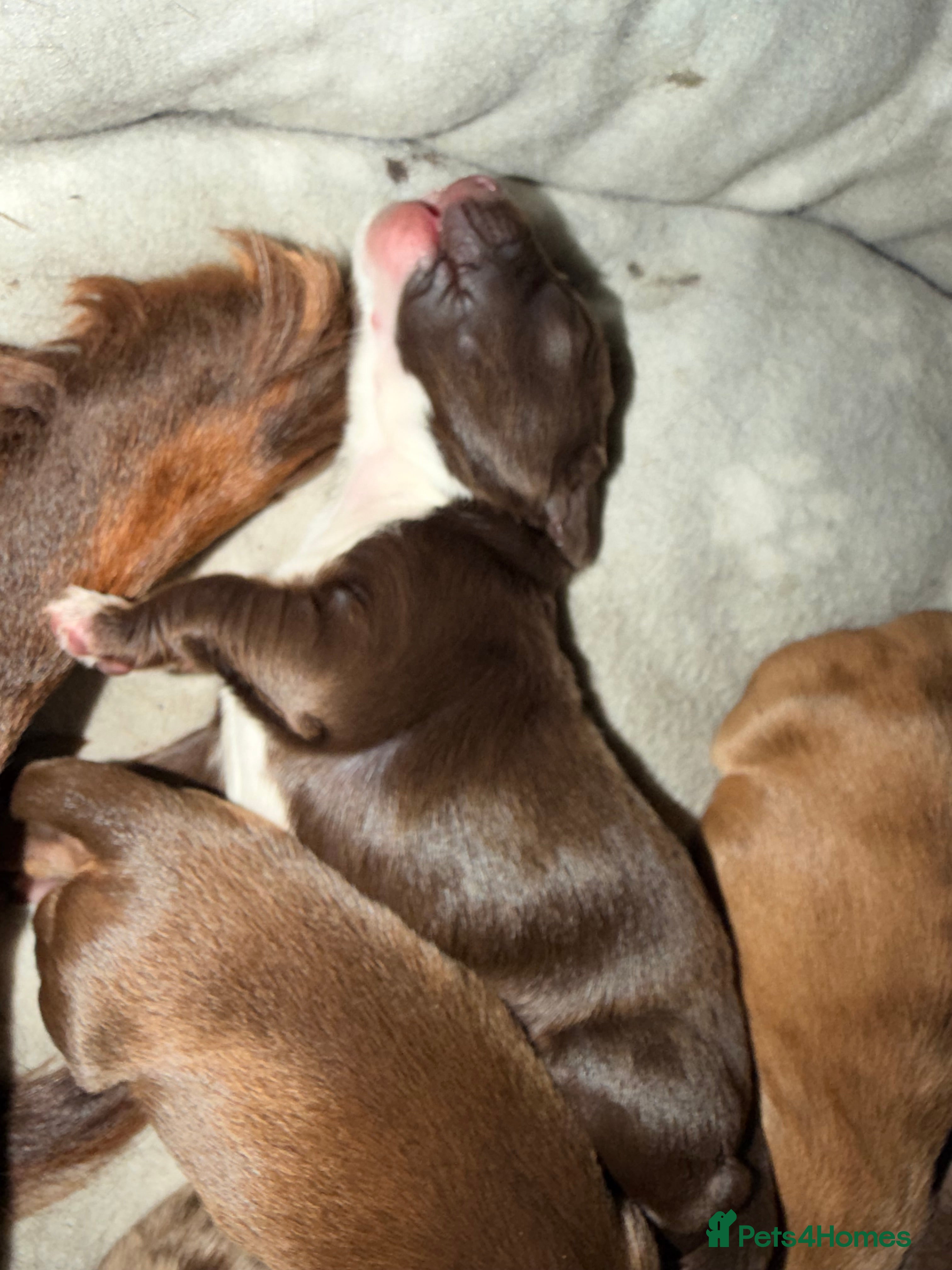 Cocker Spaniel dogs Gorgeous Male Cocker Spaniel Puppies for Sale - Advert 2