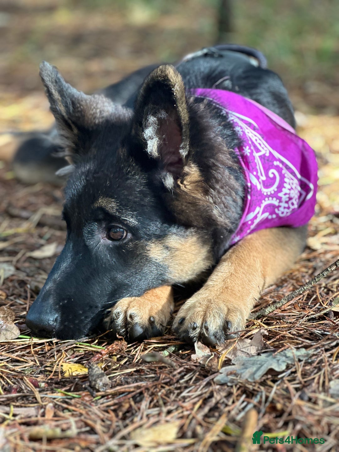 German Shepherd dogs for sale: Female German Shepherd 6months old  - Advert 4