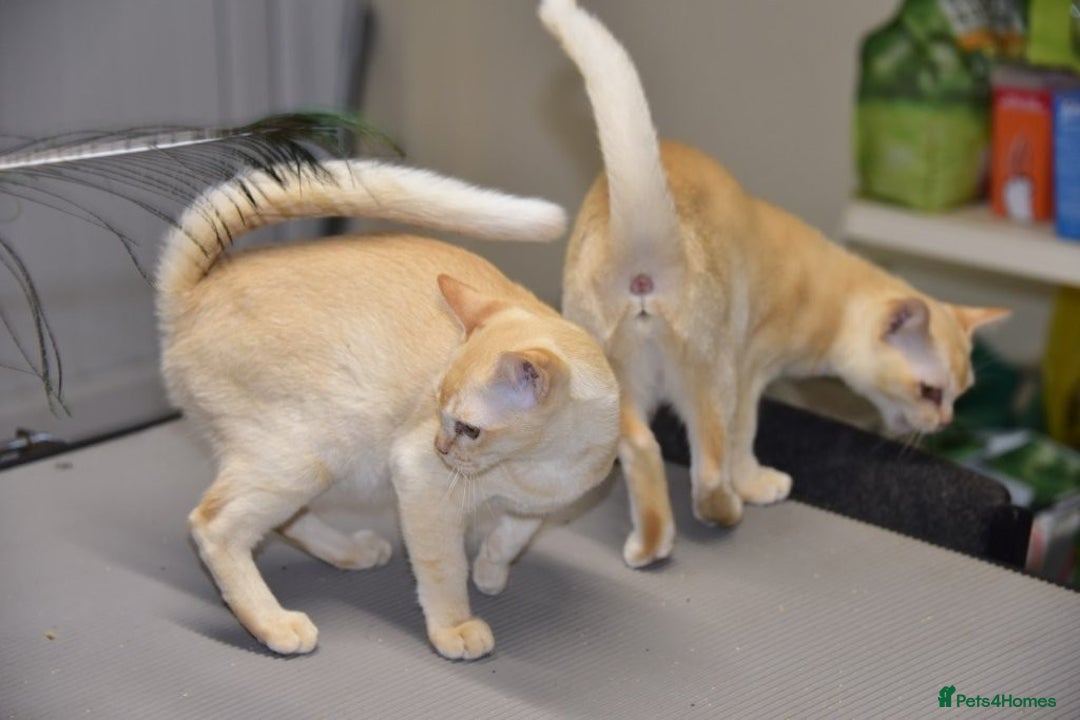 Burmese cats for sale: Cream female Burmese  - Image 4
