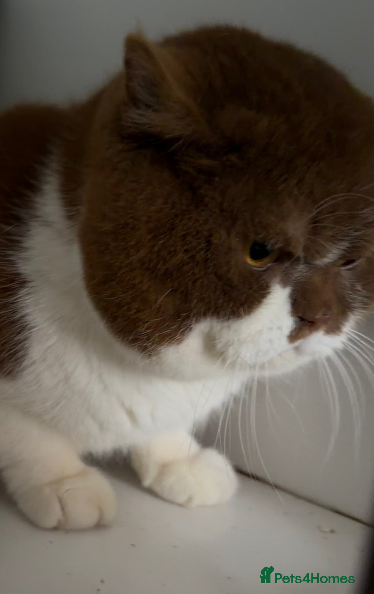 British Shorthair cats British Shorthair Cinnamon & White Stud - Advert 14