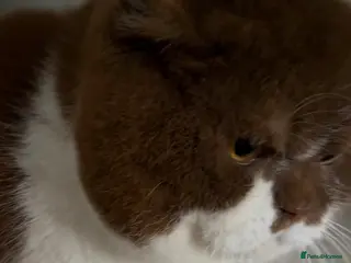 British Shorthair cats British Shorthair Cinnamon & White Stud - Advert 14