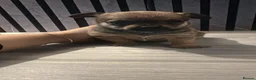 Chihuahua dogs for sale: Beautiful Chihuahua Puppies in Leicester - Advert 4