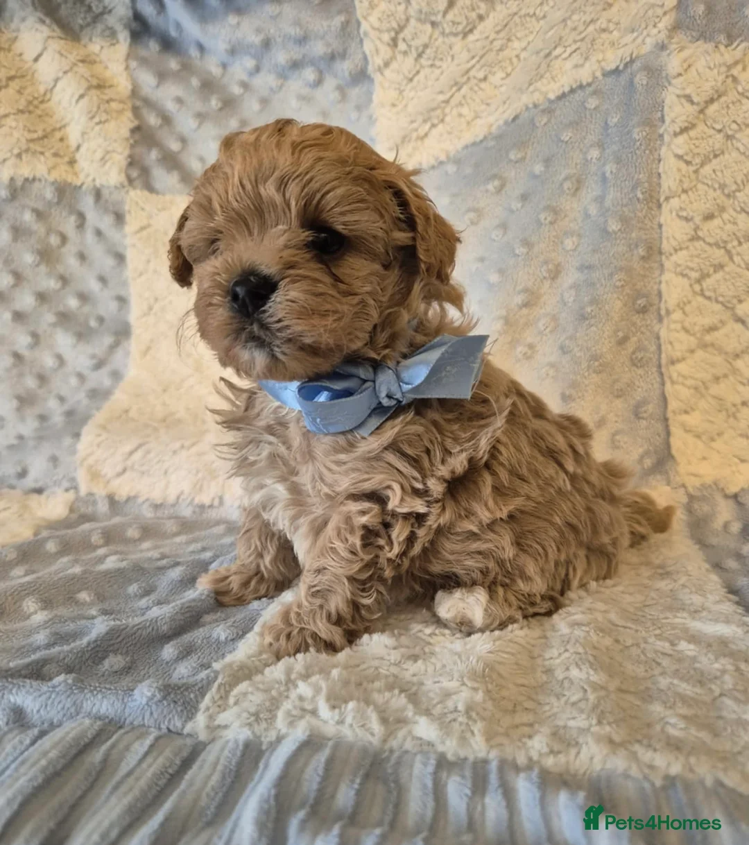 Maltipoo dogs for sale: Adorable very small maltipoo puppies 🐶❤️ - Advert 11