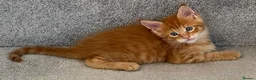 Maine Coon cats for sale: GCCF/ TICA Maine Coon Classic Taby kittens - Advert 11