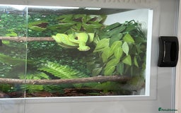 Snake reptiles for sale: Green Tree Python - Image 3