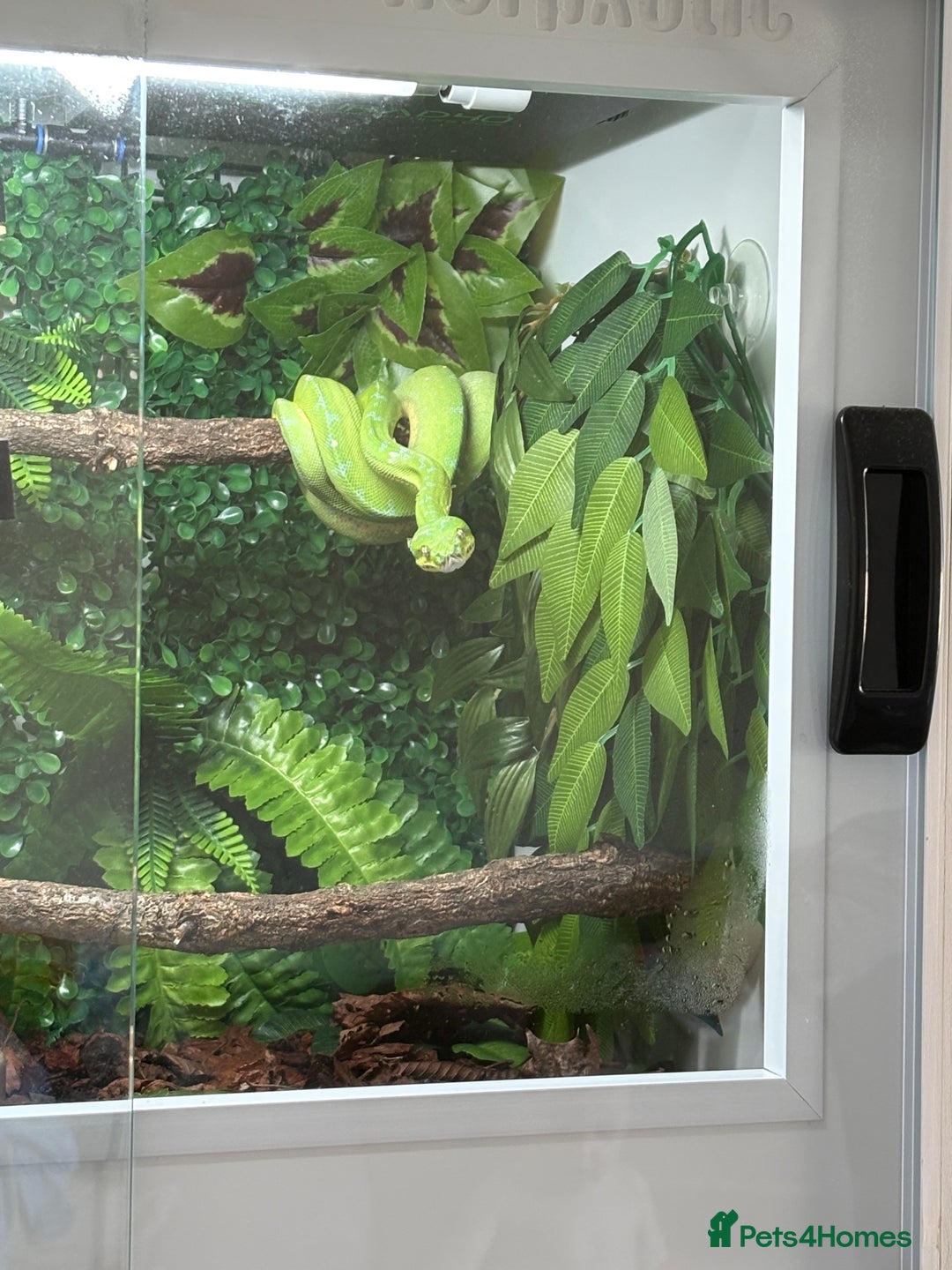 Snake reptiles for sale: Green Tree Python - Image 3