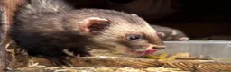 Ferret rodents for sale: Beautiful silver X polecat kits - Advert 4
