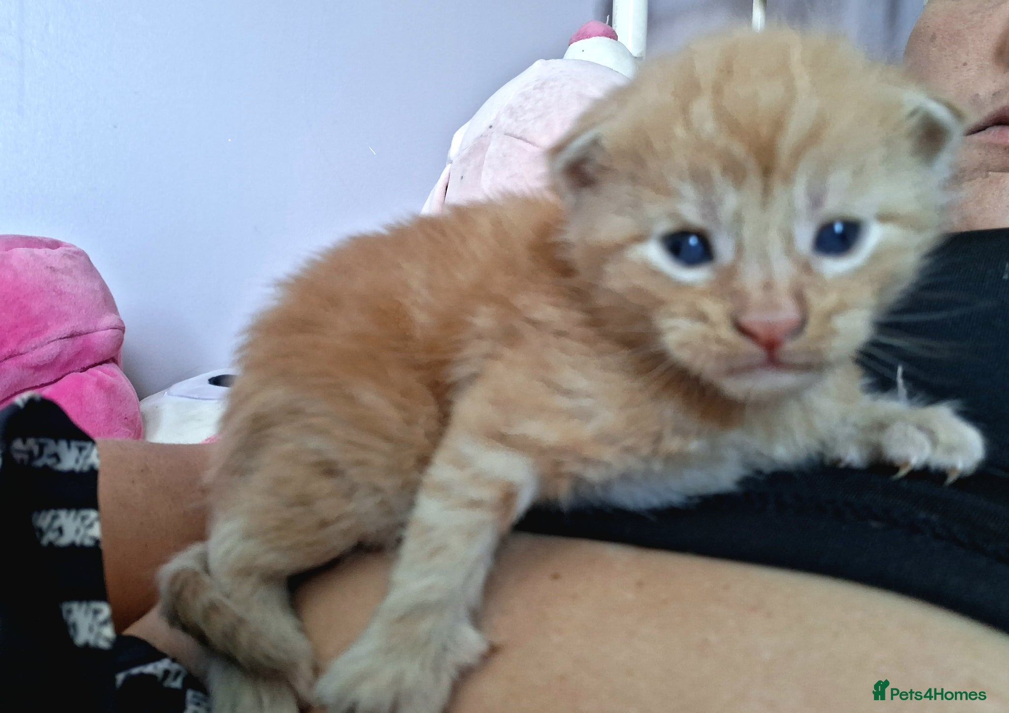 Maine Coon cats 4 purebreed maincoon babies  - Advert 7