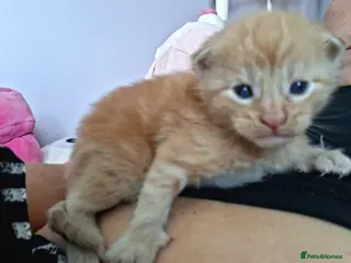 Maine Coon cats 4 purebreed maincoon babies - Advert 2