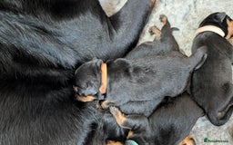 Rottweiler dogs for sale: Rottweiler puppies  - Image 9