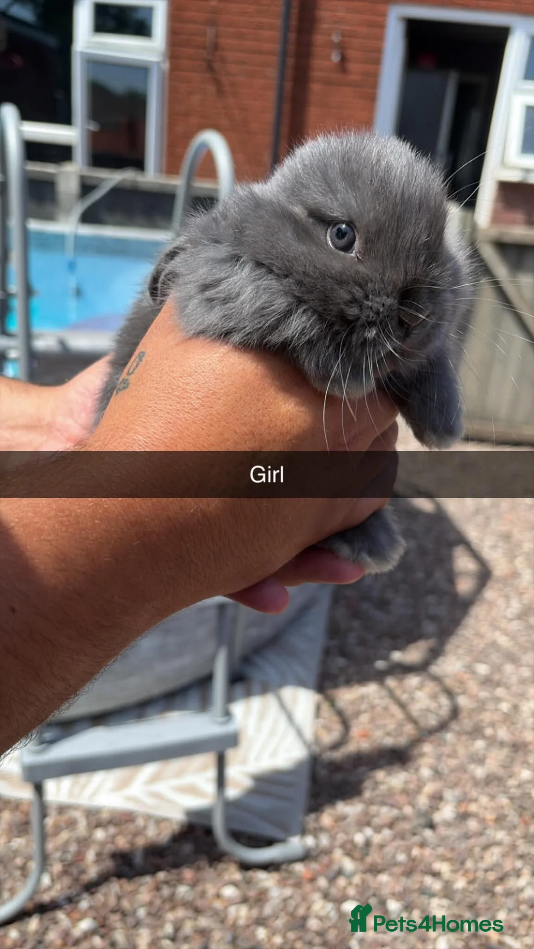 Mini Lop rabbits for sale: Mini lop babies  - Advert 6