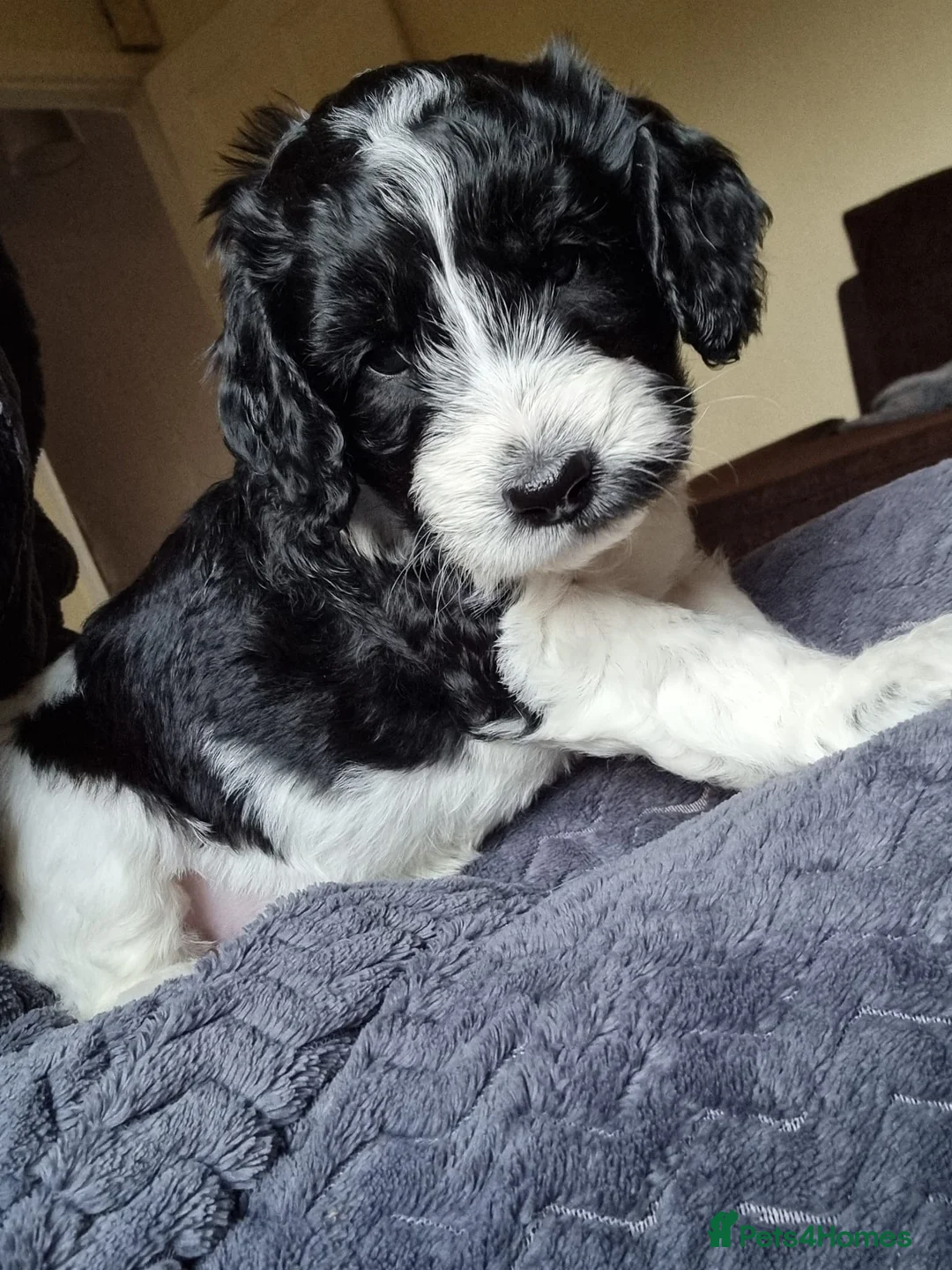 Cockapoo dogs for stud: F1 cockapoo stud health tested in Harwich - Advert 10