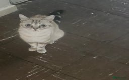 Mixed Breed cats for sale: Little kittens - Image 1