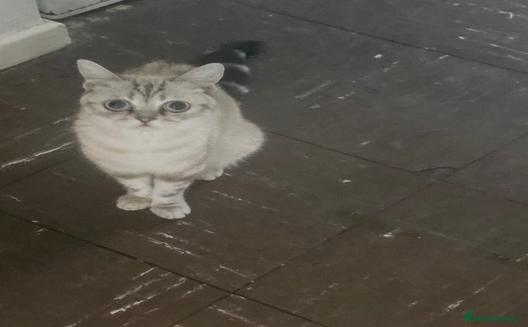 Mixed Breed cats - Advert 1