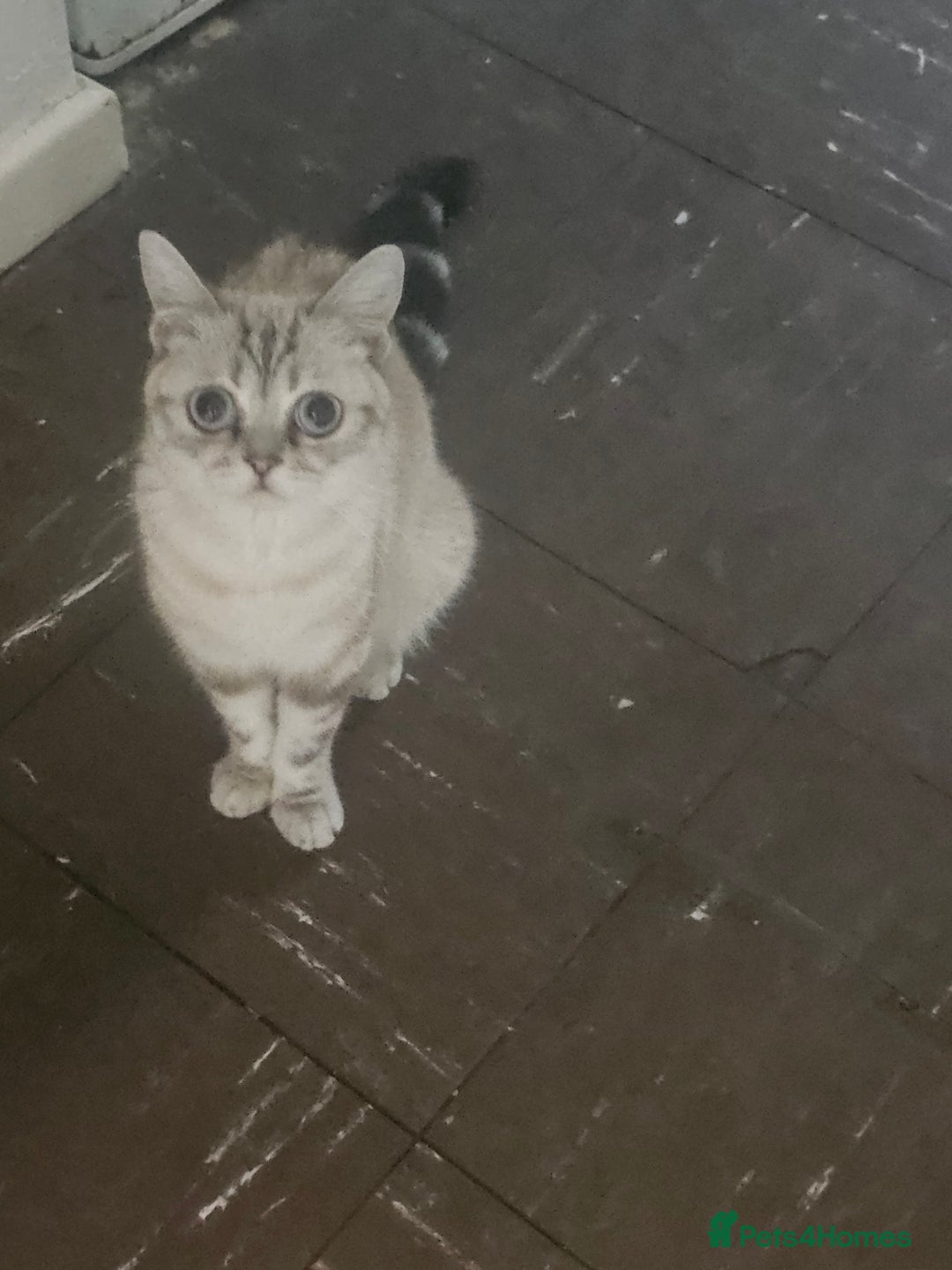 Mixed Breed cats for sale: Little kittens - Image 1