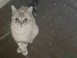 Mixed Breed cats - Advert 13