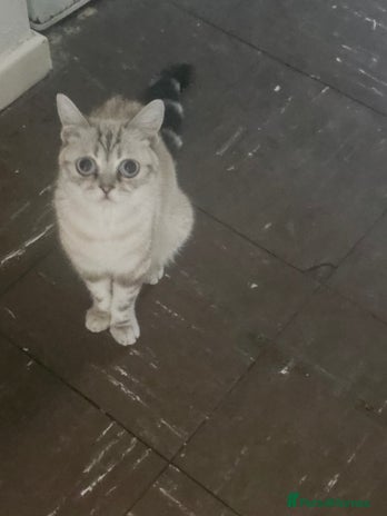 Mixed Breed cats - Advert 1