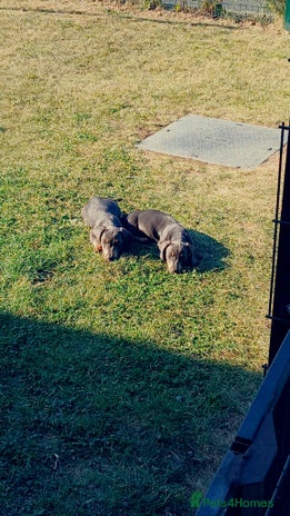 Dachshund dogs - Advert 7