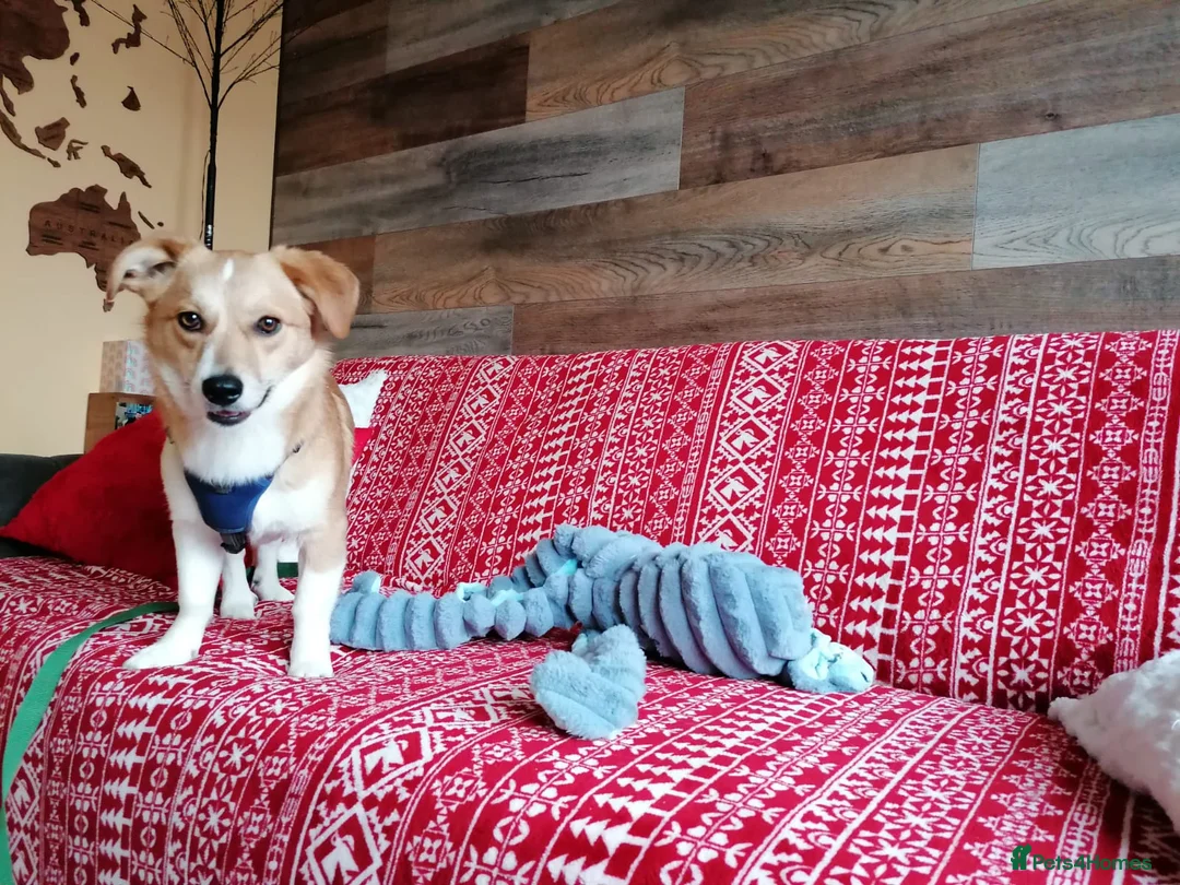 Mixed Breed dogs for adoption: ❤️MEYA & KALLIE❤️-SMALL SISTERS SEEK A KIND HOME - Advert 26