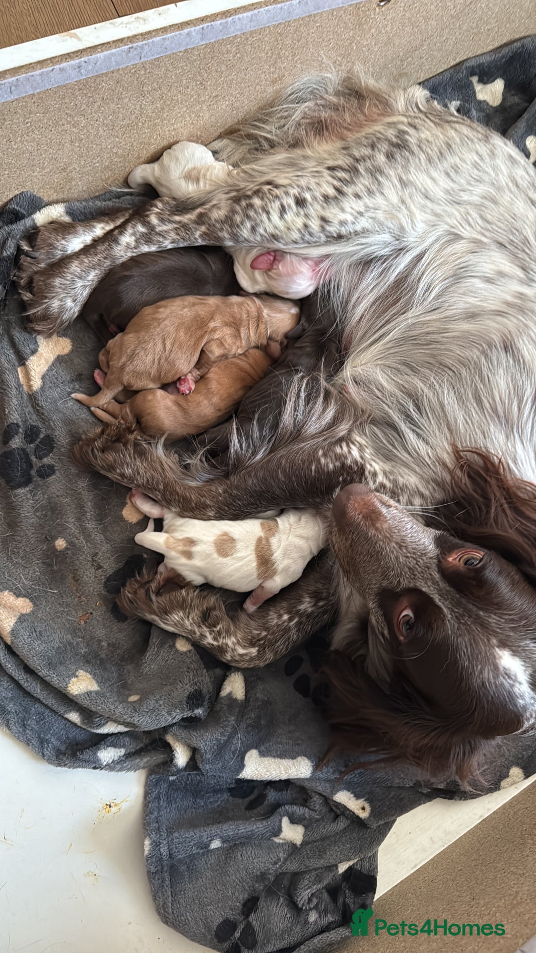 Cocker Spaniel dogs for sale: Cocker spaniel Puppies  - Image 2
