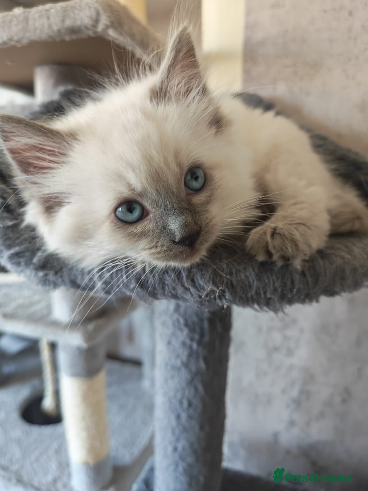 Ragdoll cats Quality Ragdoll Kittens (last male available) - Advert 17