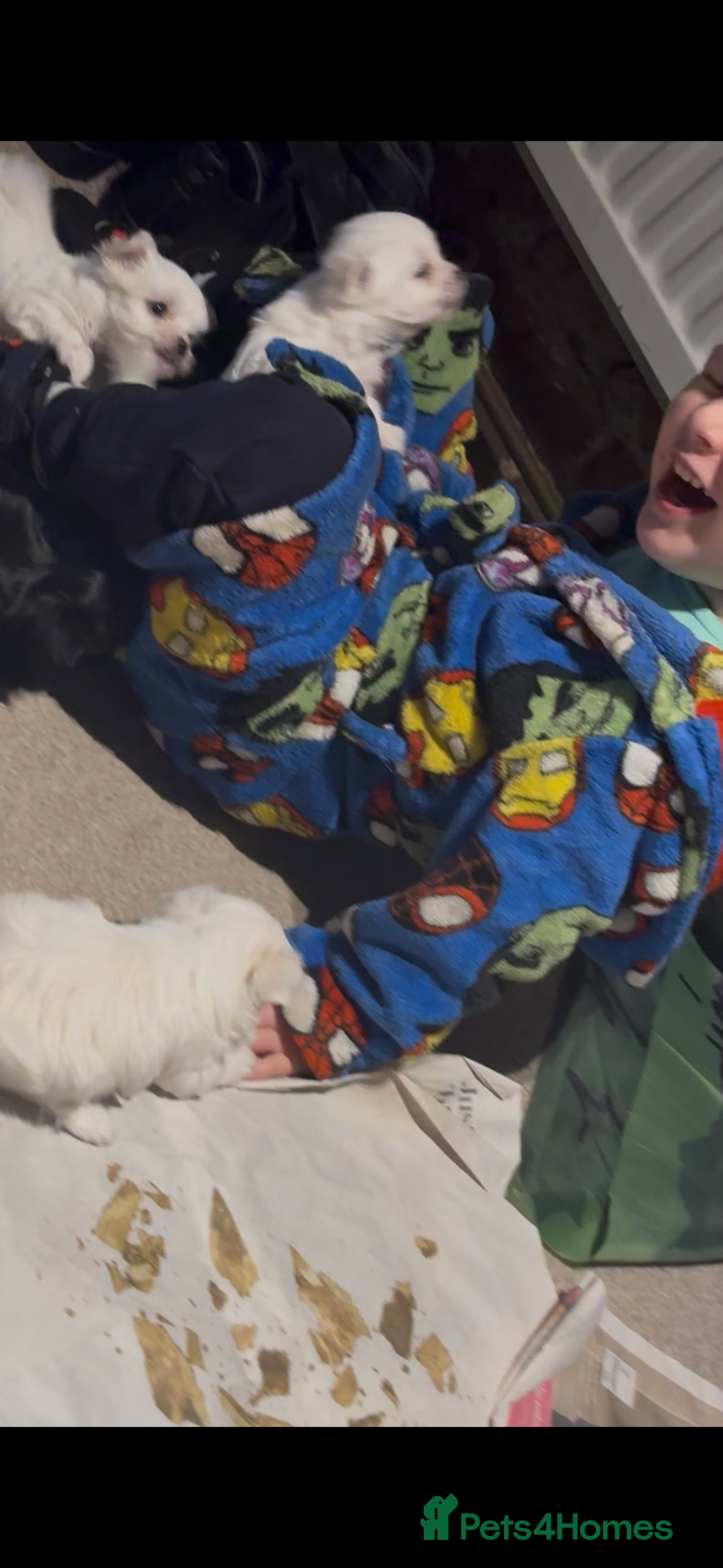 Morkie dogs for sale: Beautiful fluffy maltese - Advert 9