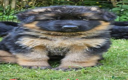 German Shepherd dogs for sale: Beautiful girl available  - Image 22