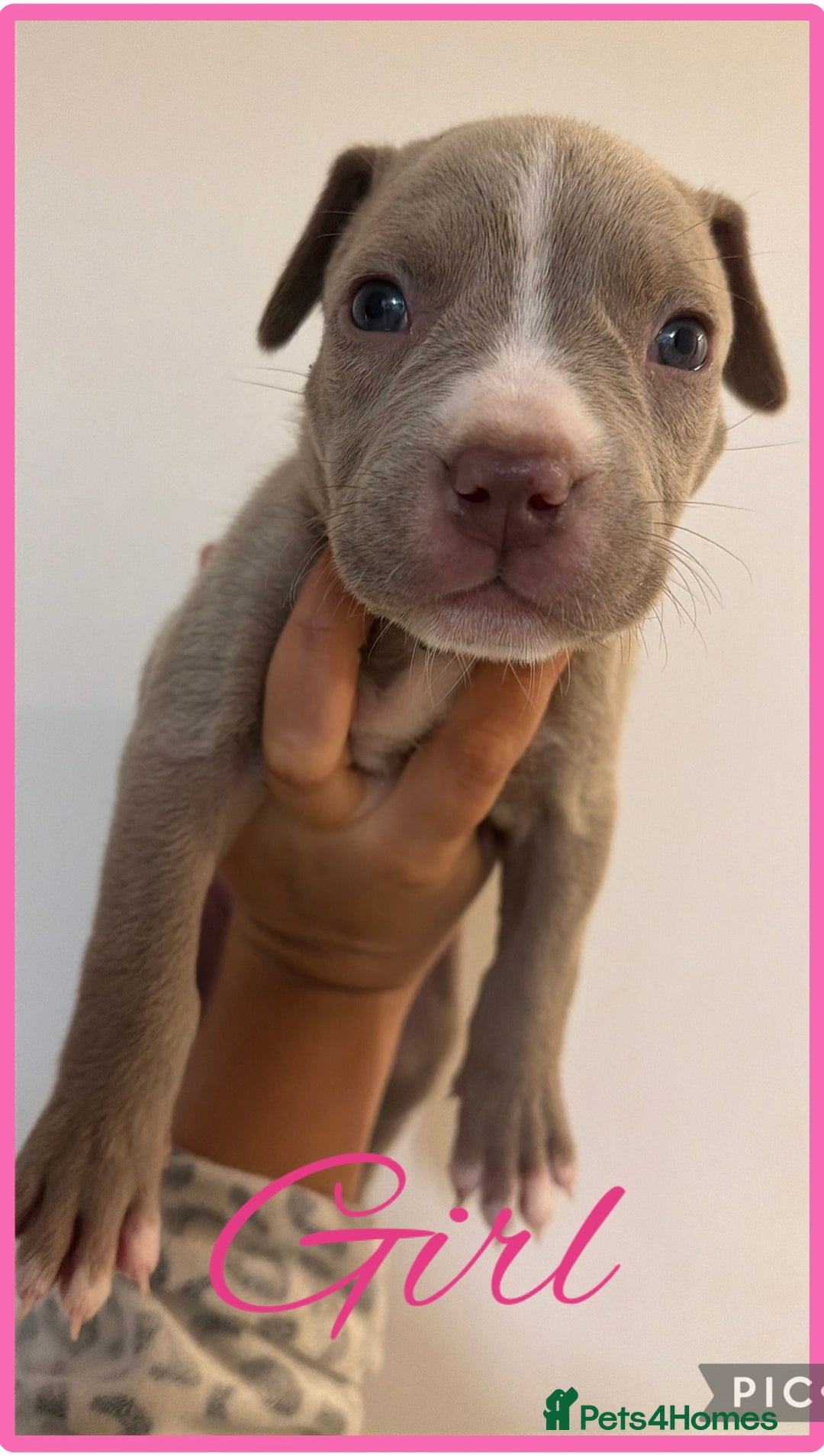 Mixed Breed dogs for sale: American staff mix  - Advert 10