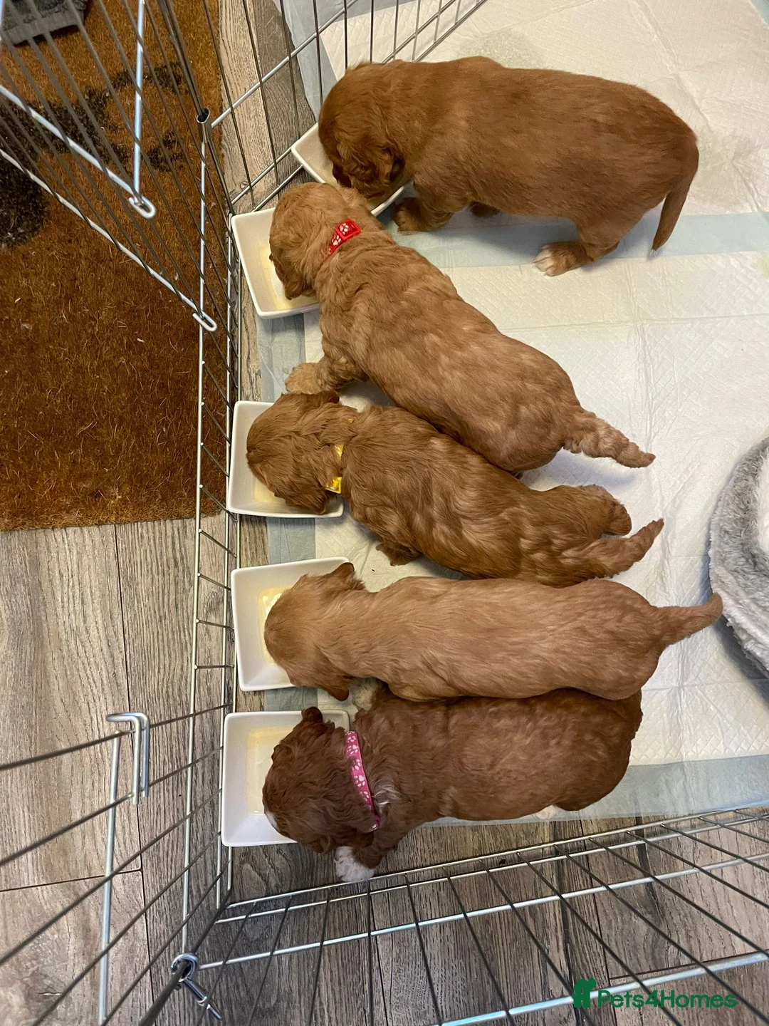 Cockapoo dogs for stud: 100% Proven F1 Fox Red Cockapoo, Stud only in Kirkcaldy - Advert 18