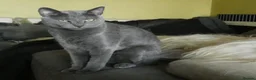 Russian Blue cats for sale: Pure Russian Blue Female Cat - Advert 3