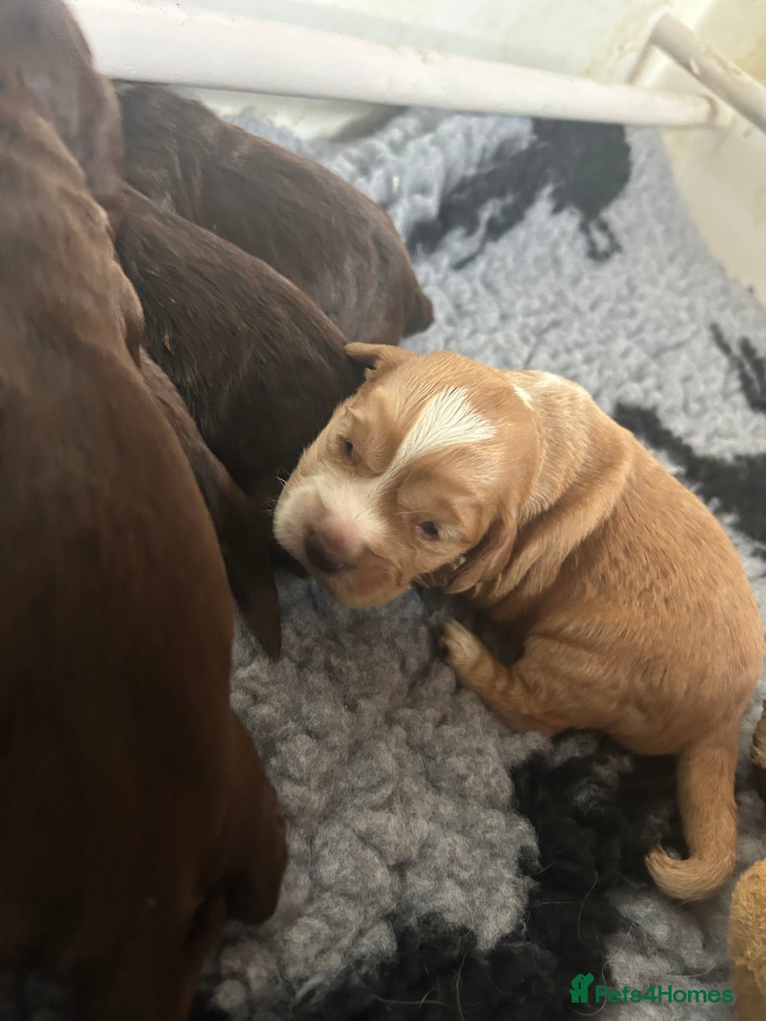 Cocker Spaniel dogs for sale: Kc reg cocker spaniels  - Advert 4
