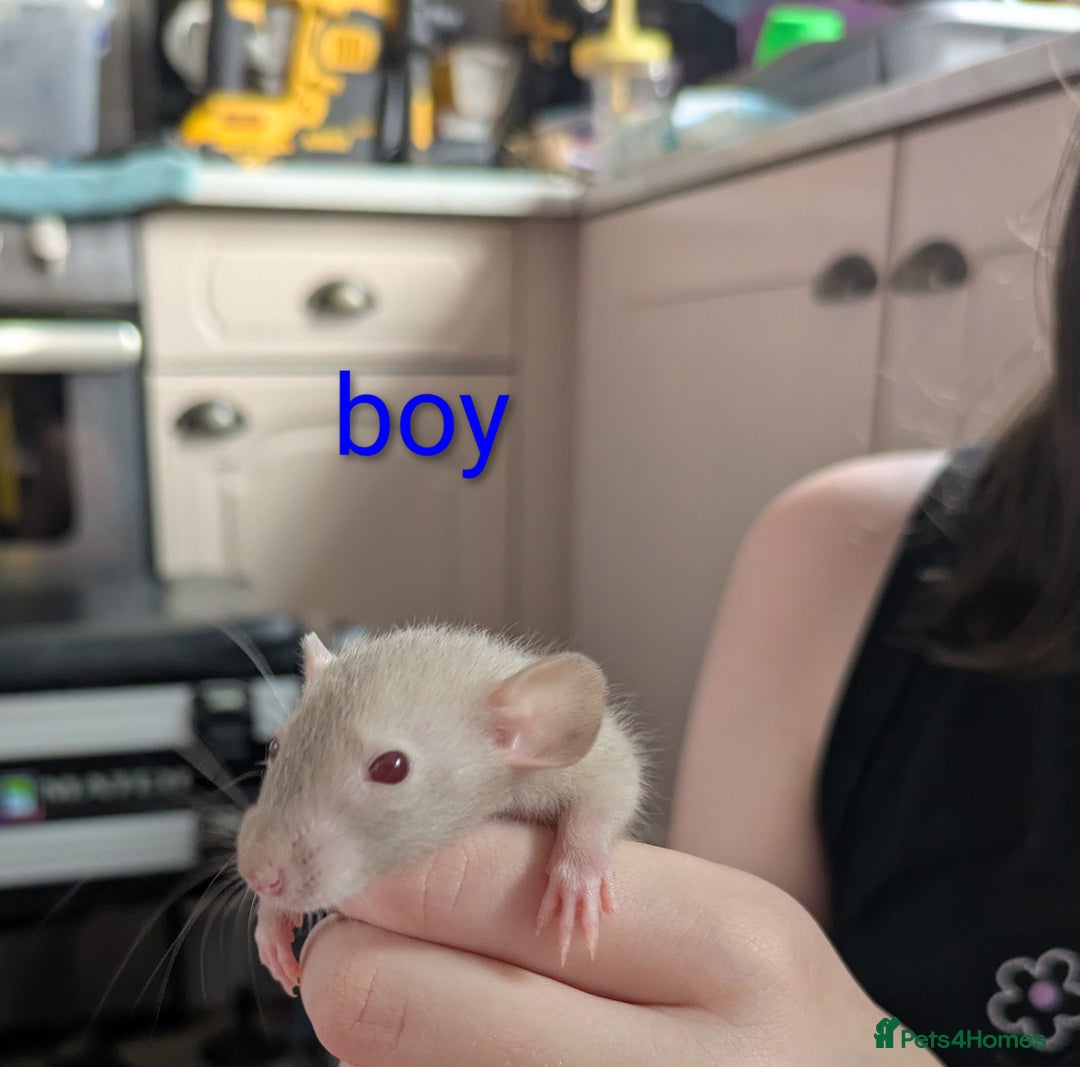 Rat rodents for sale: Dumbo rats - Image 12