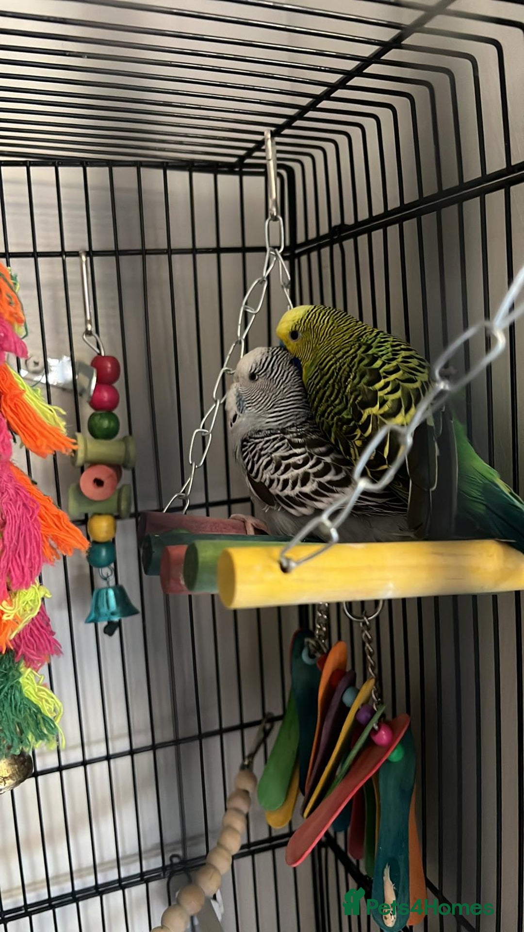 Budgerigars birds for sale: Budgerigar/Budgies  - Advert 2