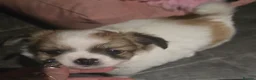 Chihuahua dogs for sale: Stunning long haired chihuahua puppies - Advert 6