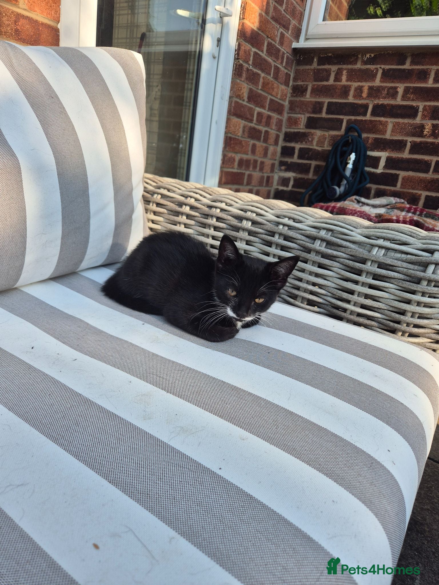 British Shorthair cats Cheeky tuxedo boy cat. - Advert 1