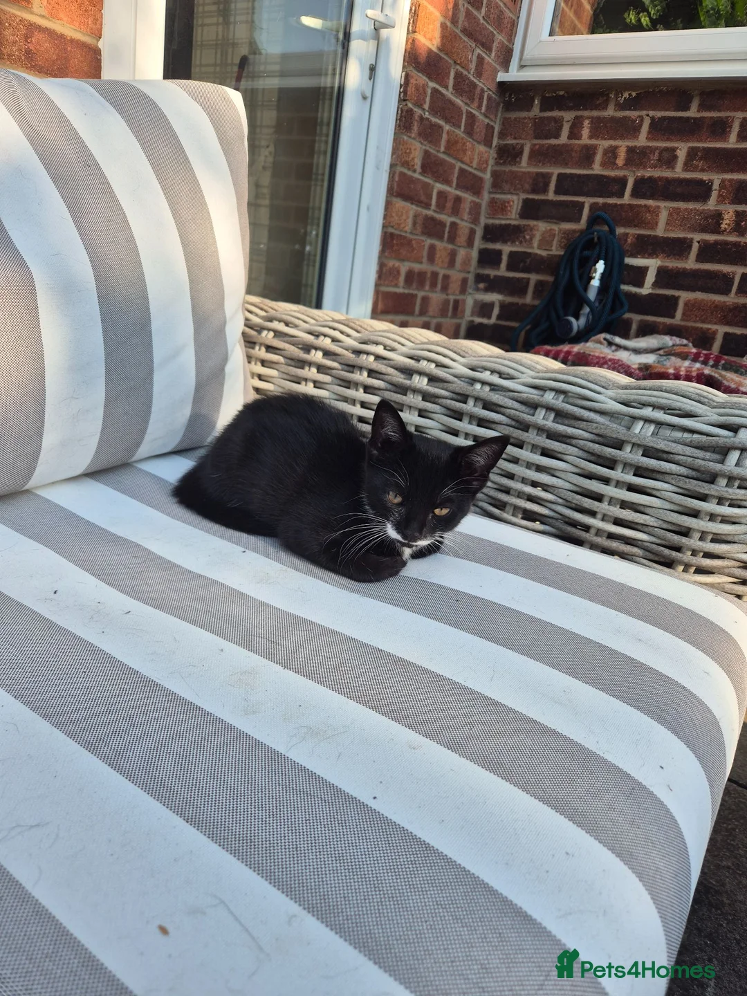 British Shorthair cats for sale: Cheeky tuxedo boy cat. - Advert 1