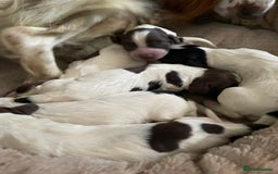 Sprocker dogs for sale: Sprocker puppys - Image 11
