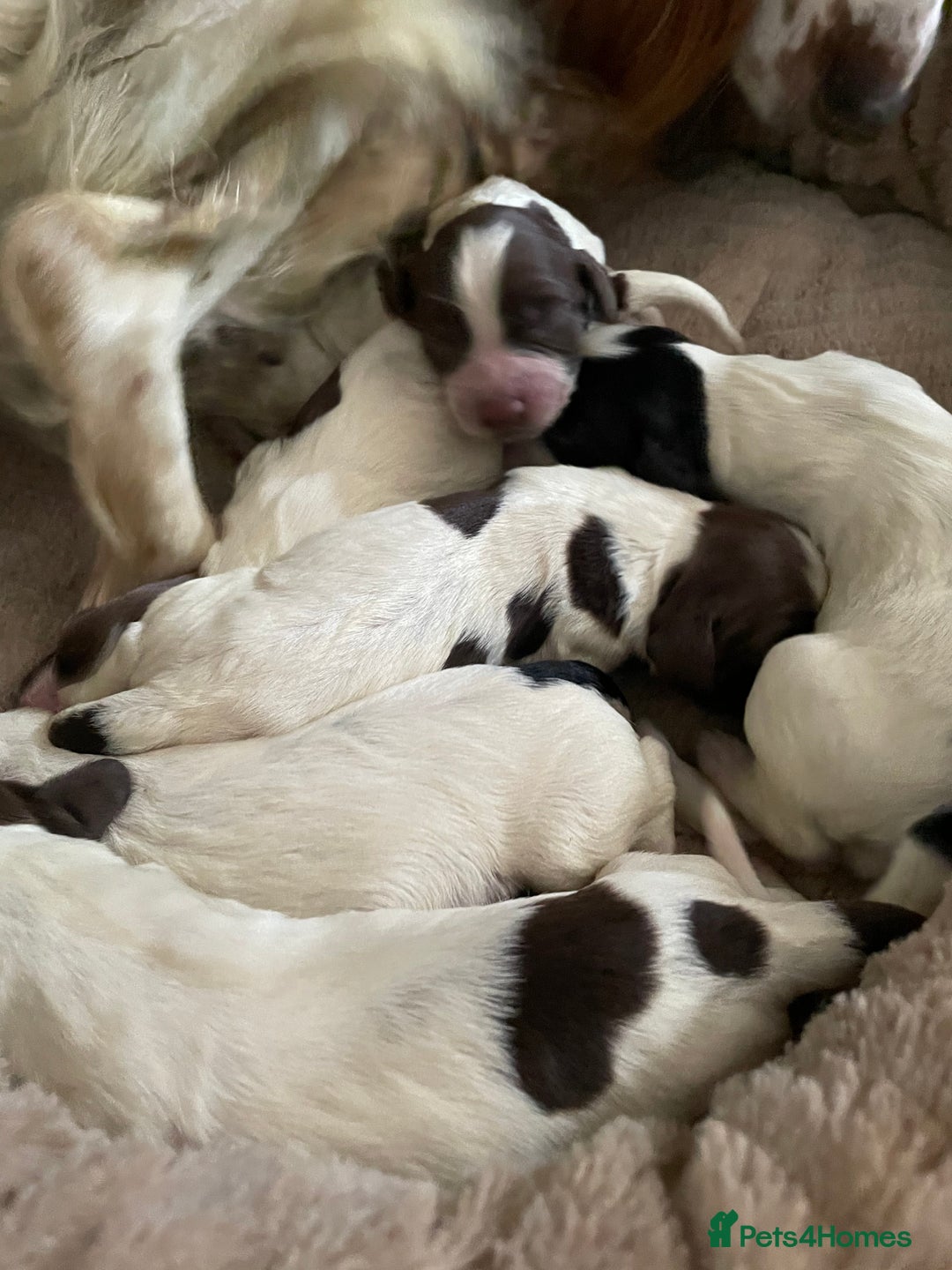 Sprocker dogs for sale: Sprocker puppys - Image 11