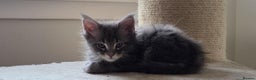 Maine Coon cats for sale: TICA REGISTERED MAINE COONS - Advert 7
