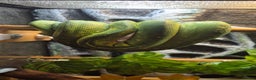 Snake reptiles for sale: Biak green tree python pair - Advert 4