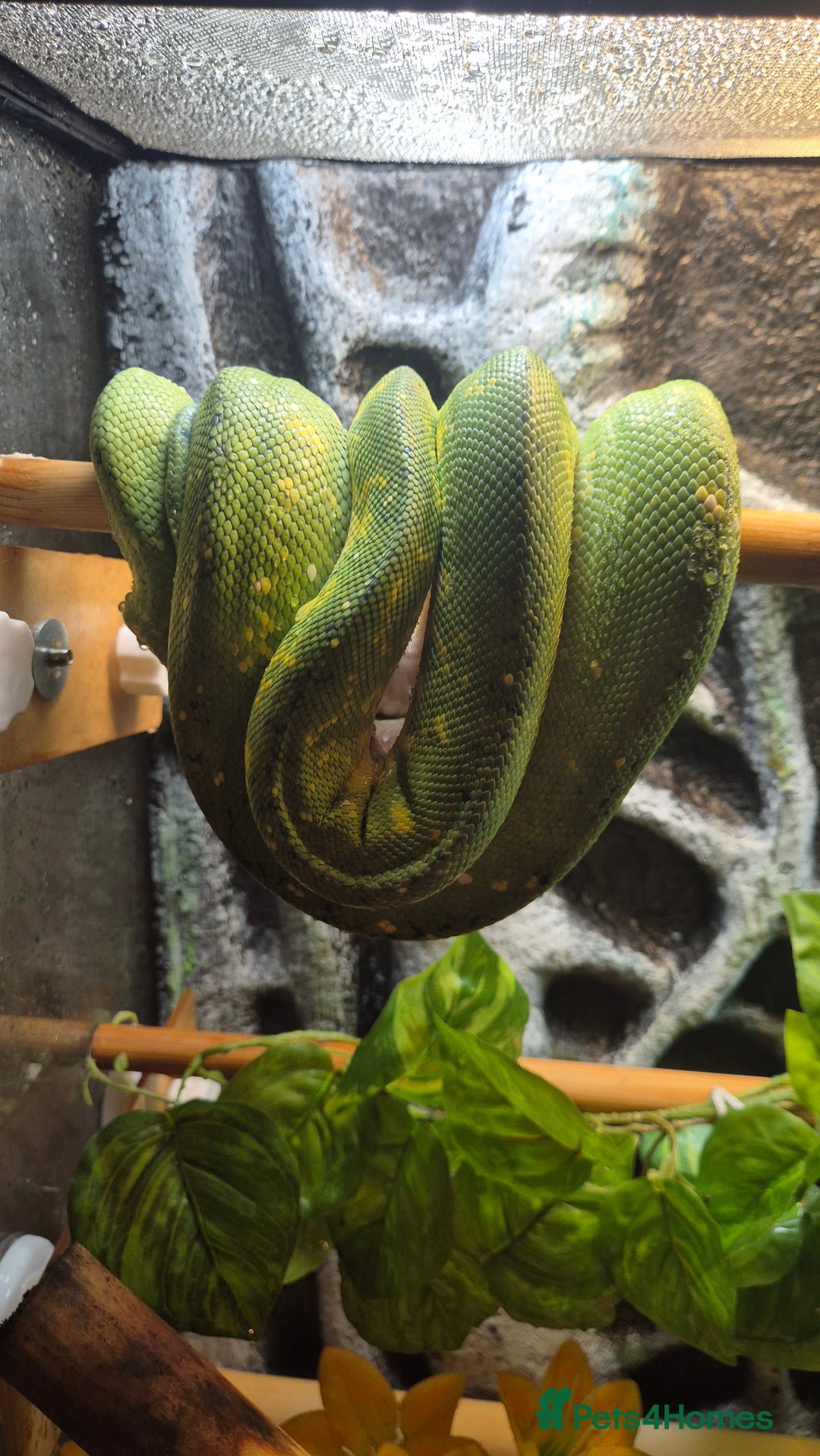 Snake reptiles for sale: Biak green tree python pair - Image 4