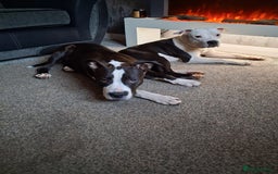 American Bull Staffy dogs for sale: 'Dodge' (boy) - Image 4